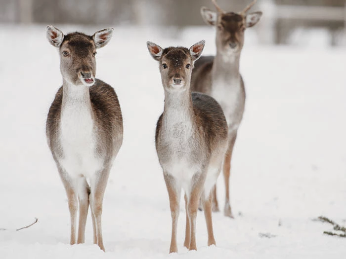 Siguldas ZOO - Viesnīcas Siguldā