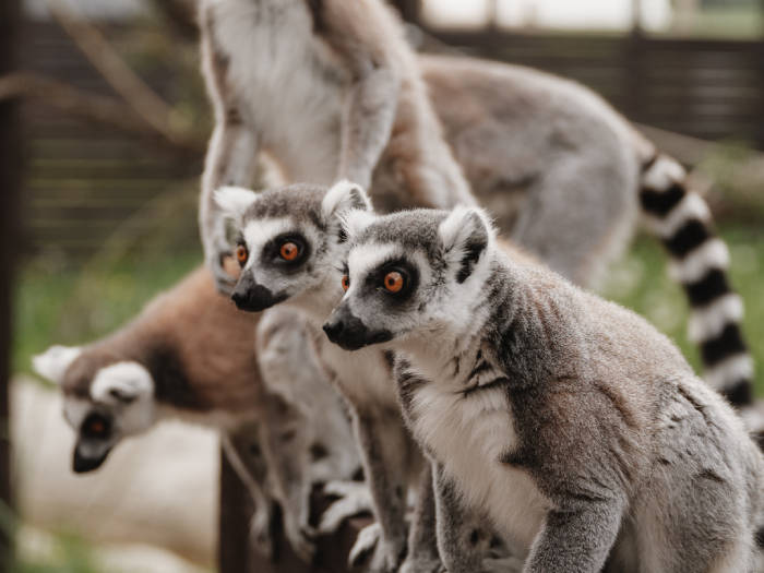 Siguldas ZOO - Viesnīcas Siguldā